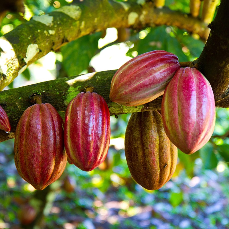 Ingr Cacao