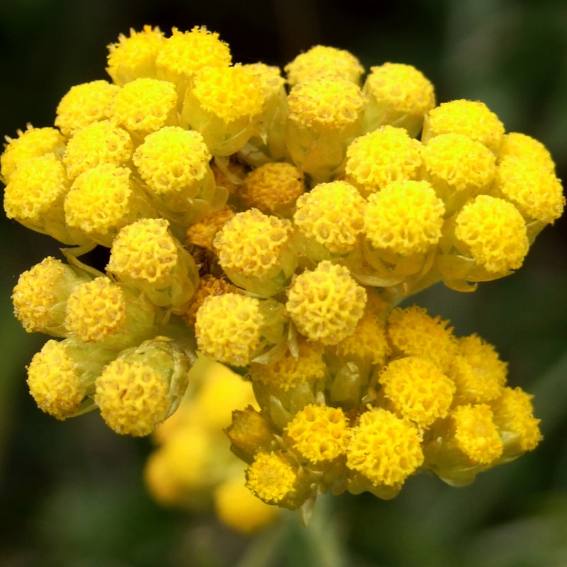 Ingr Helichrysum