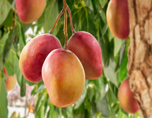 Ripe Mango Fruits On Mango Tree. Green Foliage At The Background.