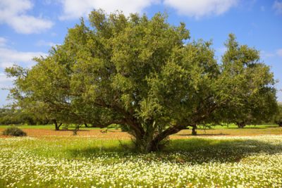 Argan,tree,with,nuts,on,branches.,concept,for,the,healthy